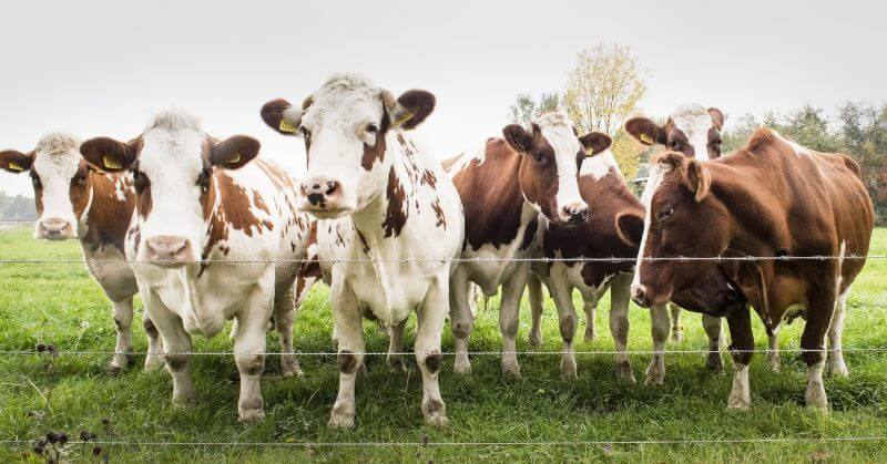 Milch Animals