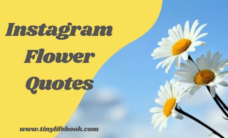 Instagram Flower Quotes www.tinylifebook.com