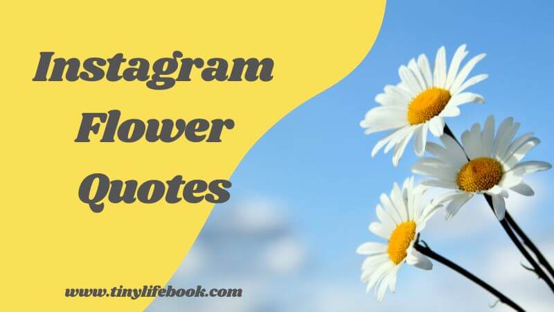 Instagram Flower Quotes www.tinylifebook.com