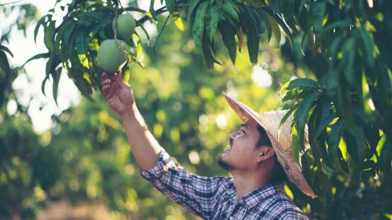 Man seeing Raw mango