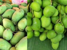 Many Raw mangoes