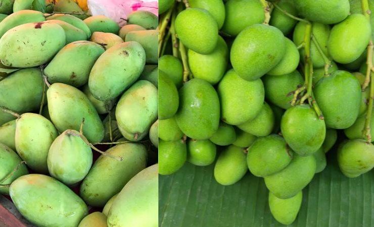 Many Raw mangoes
