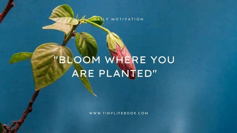 bloom where you are planted