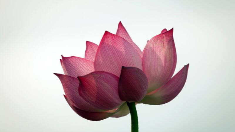 Lotus flower quotes