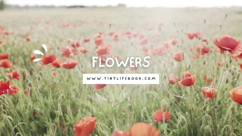 Funny flower quotes little