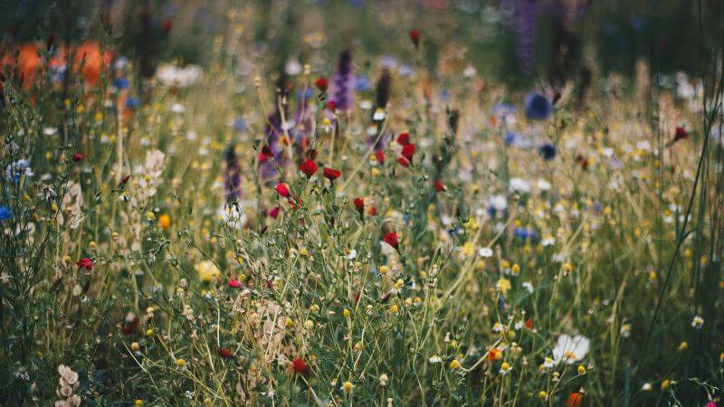 wildflower puns