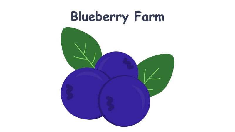 blueberry farm