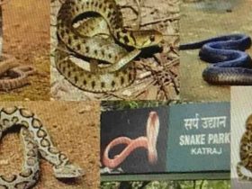 katraj snake park