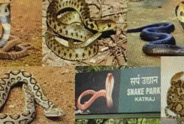 katraj snake park