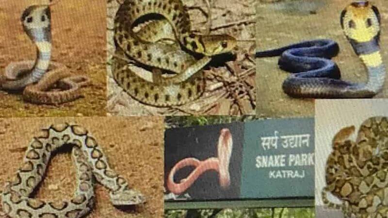 katraj snake park