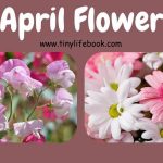 april birth month flower