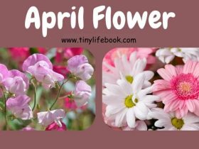 april birth month flower