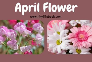 april birth month flower