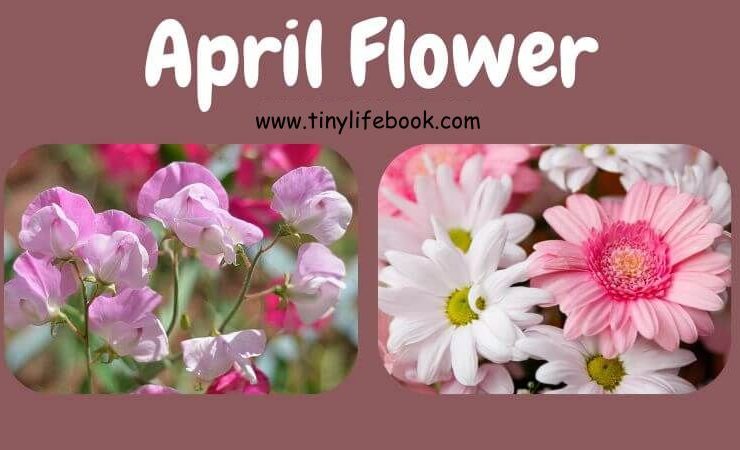 april birth month flower