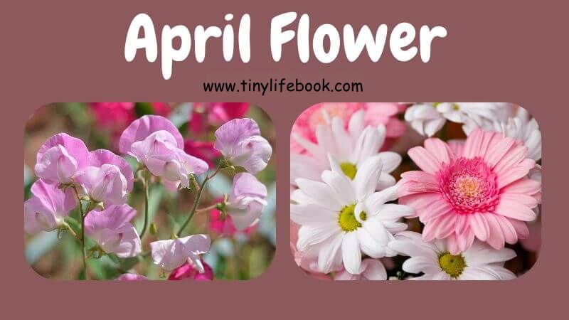 april birth month flower