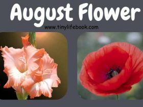 august birth month flower