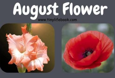 august birth month flower