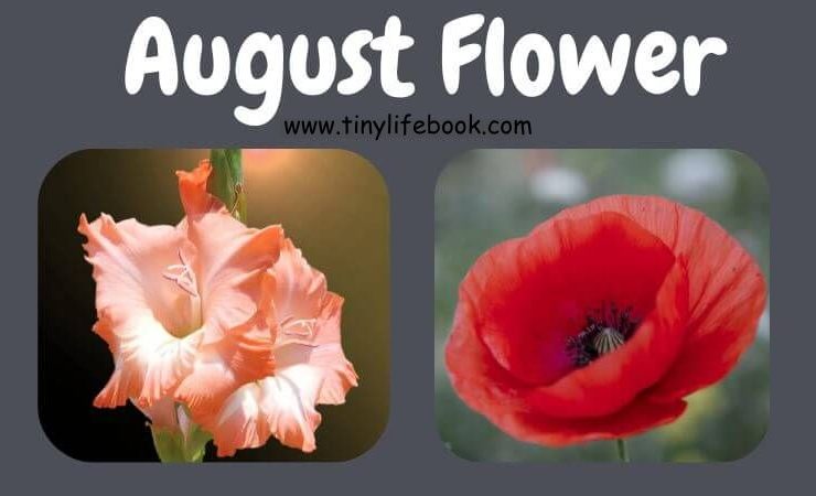 august birth month flower