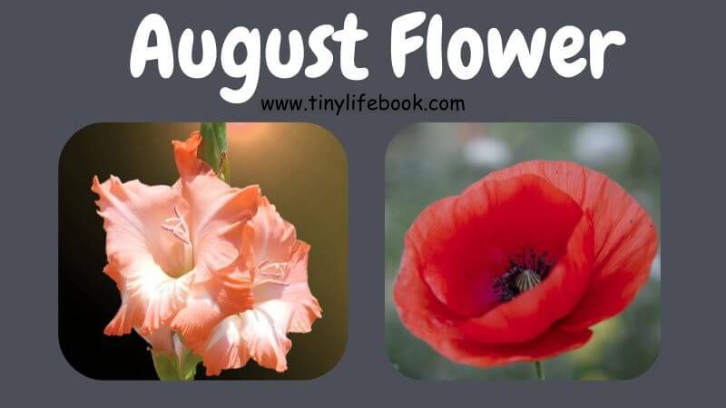 august birth month flower