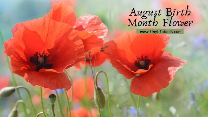 august birth month flower