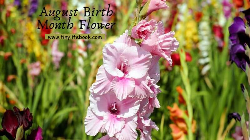 august birth month flower