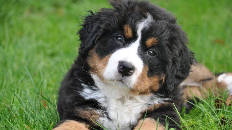 bernese mountain puppy