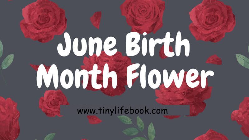 june birth month flower