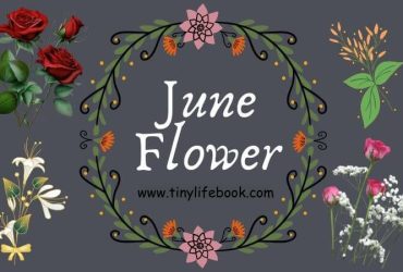 june birth month flower