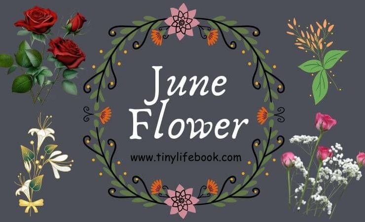 june birth month flower