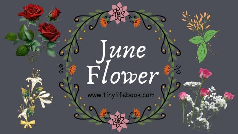 june birth month flower