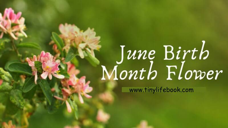 june birth month flower