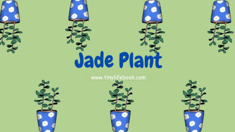 how to propagate jade plant