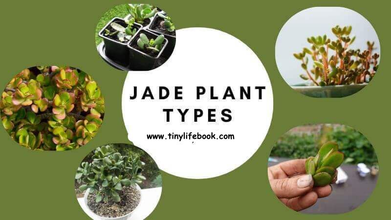 how to propagate jade plant