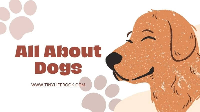 all about dogs